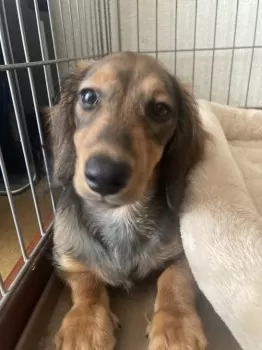 M.N 様のお迎えした子犬