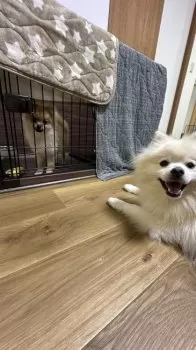 kotosoutsumukomu 様のお迎えした子犬