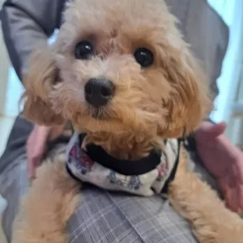 H.W 様のお迎えした子犬