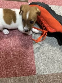 Rooydoo 様のお迎えした子犬