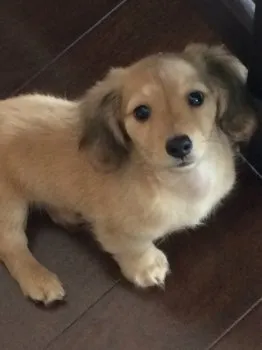 細谷俊明 様のお迎えした子犬