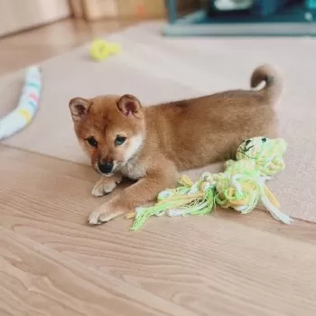 K.H 様のお迎えした子犬