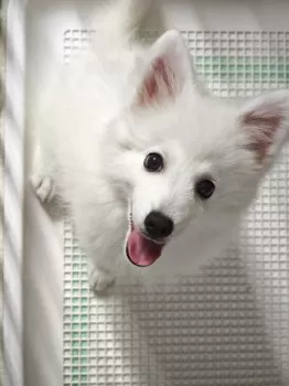 N.A 様のお迎えした子犬