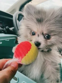 缶 様のお迎えした子犬