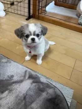 かなゆき 様のお迎えした子犬