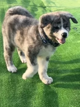 コユキ 様のお迎えした子犬