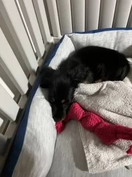 J.H 様のお迎えした子犬