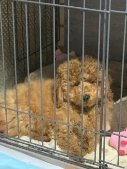 ゆうじ 様のお迎えした子犬