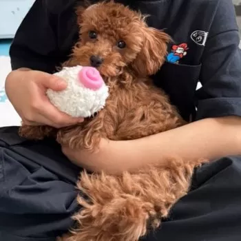 あゆみん 様のお迎えした子犬
