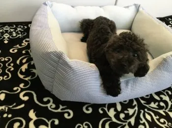 シ☆ル☆ 様のお迎えした子犬