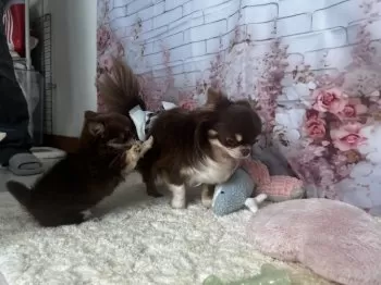 ラオ 様のお迎えした子犬