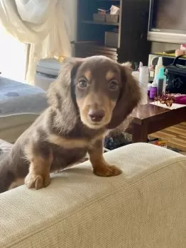 きんた 様のお迎えした子犬