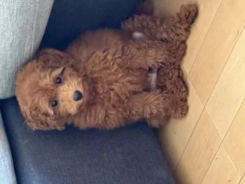 よーちん 様のお迎えした子犬