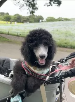 A.Y 様のお迎えした子犬