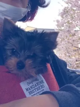 やっぱり青が好き 様のお迎えした子犬