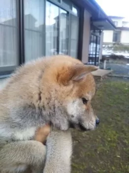 Y.t 様のお迎えした子犬