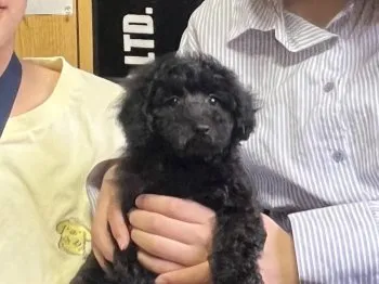 NORI 様のお迎えした子犬