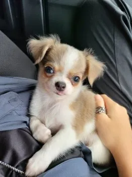 フルカワ 様のお迎えした子犬