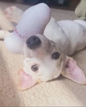 ひまわり 様のお迎えした子犬
