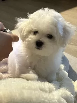 K.S 様のお迎えした子犬