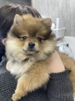 ヨッシー 様のお迎えした子犬