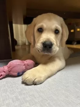 オノウエ 様のお迎えした子犬