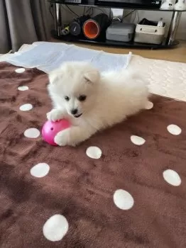 なみ 様のお迎えした子犬