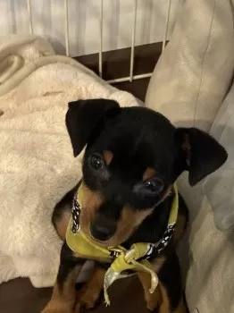 S.T 様のお迎えした子犬