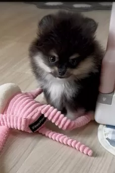 はるばる 様のお迎えした子犬