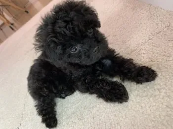 kamijo 様のお迎えした子犬