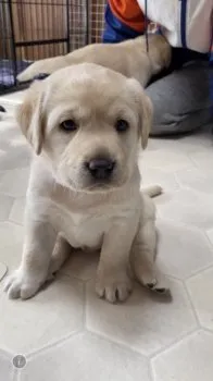 H.K 様のお迎えした子犬