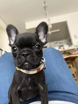 mugi 様のお迎えした子犬