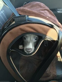 ハセジュン 様のお迎えした子犬