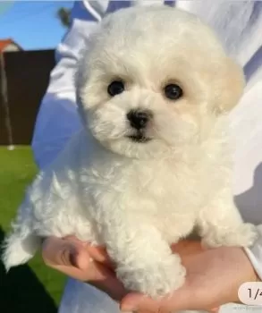 Y.N 様のお迎えした子犬