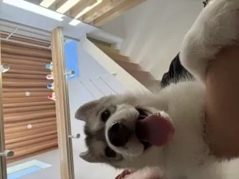 A.S 様のお迎えした子犬