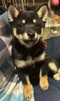 マツケン 様のお迎えした子犬