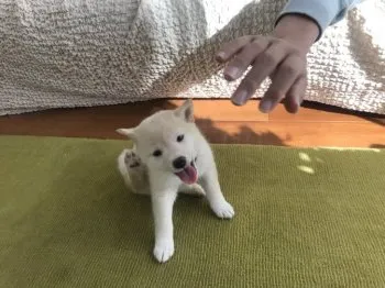 みるっち 様のお迎えした子犬
