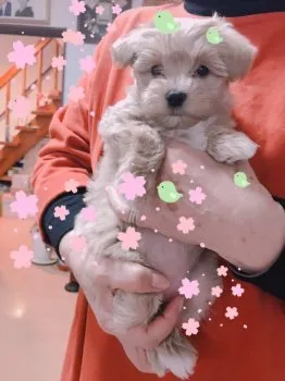 くるころ 様のお迎えした子犬