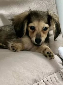 K 様のお迎えした子犬