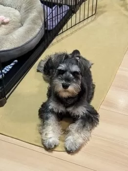 タカピー 様のお迎えした子犬
