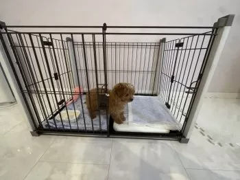 K.W 様のお迎えした子犬