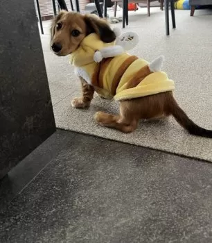 A.Y 様のお迎えした子犬