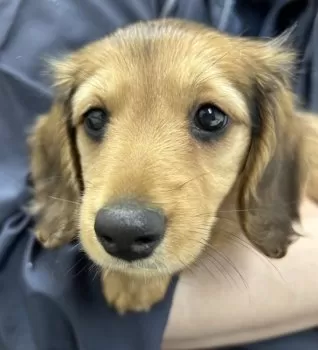 ちょもら 様のお迎えした子犬