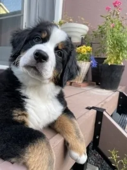 BooBoo 様のお迎えした子犬