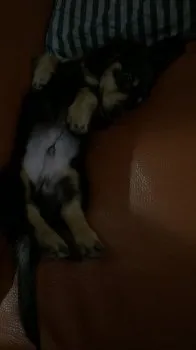 さくらんぼ🍒 様のお迎えした子犬