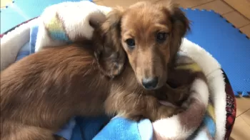 のんちゃんママ 様のお迎えした子犬