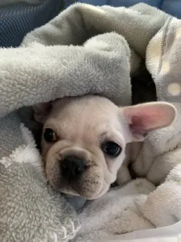 K.M 様のお迎えした子犬