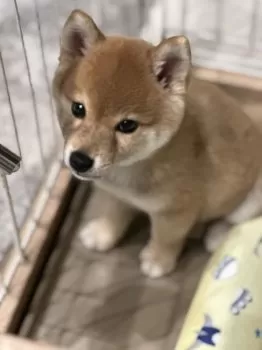 ナカジマ 様のお迎えした子犬