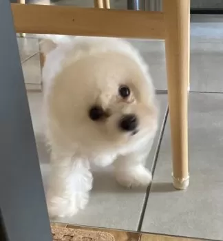 パックン 様のお迎えした子犬