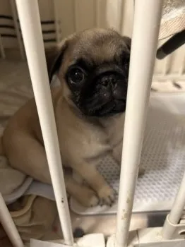 HANDPUG 様のお迎えした子犬